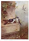 Archibald Thorburn Famous Paintings - Housemartins